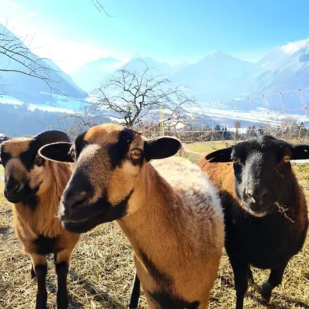 Hotel & Alpengasthof Pinzgerhof 3* Reith im Alpbachtal