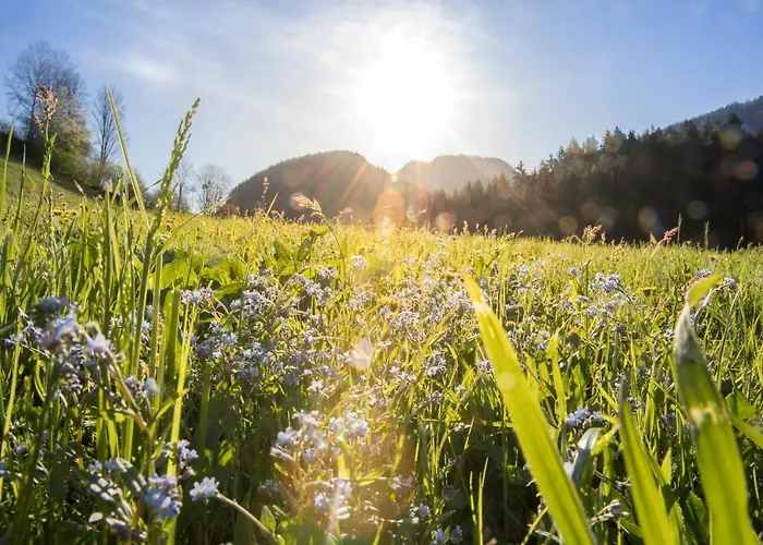 & Alpengasthof Pinzgerhof 宾馆
