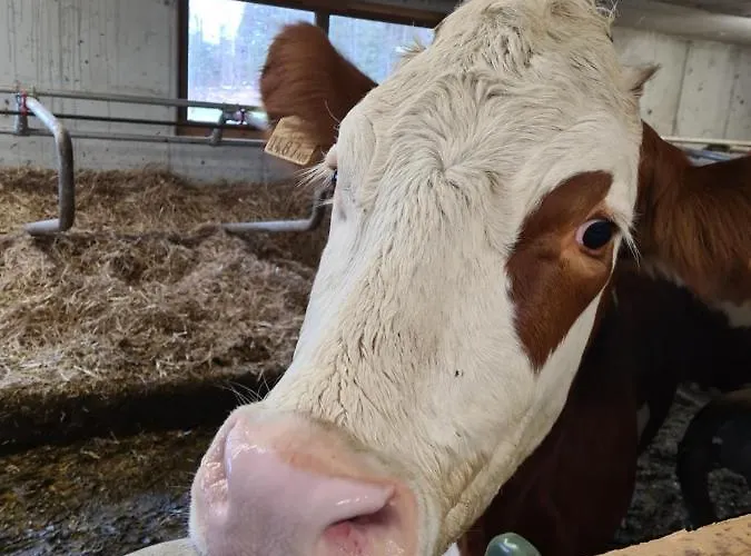 & Alpengasthof Pinzgerhof 宾馆