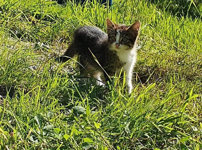& Alpengasthof Pinzgerhof Penzion