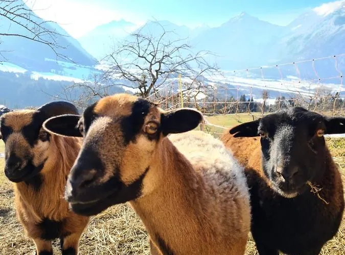 & Alpengasthof Pinzgerhof 3* 里斯奥尔巴赫塔