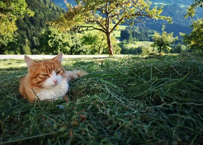 宾馆 & Alpengasthof Pinzgerhof 3*