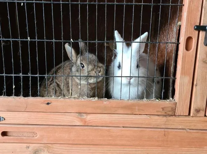 & Alpengasthof Pinzgerhof