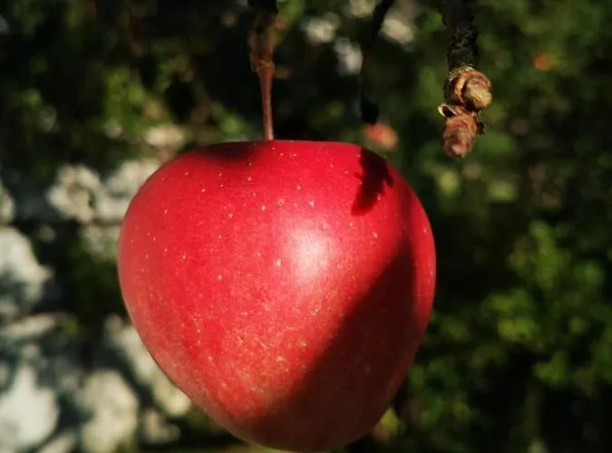 & Alpengasthof Pinzgerhof 3*