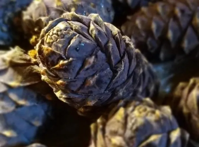 宾馆 & Alpengasthof Pinzgerhof