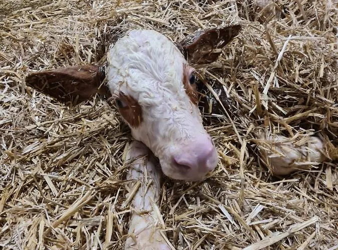 宾馆 & Alpengasthof Pinzgerhof 3*