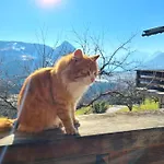 & Alpengasthof Pinzgerhof 3*