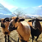 & Alpengasthof Pinzgerhof 3* ريث ام الباختال