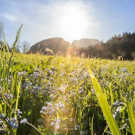 & Alpengasthof Pinzgerhof イン