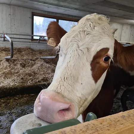& Alpengasthof Pinzgerhof イン
