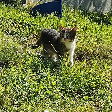 & Alpengasthof Pinzgerhof イン