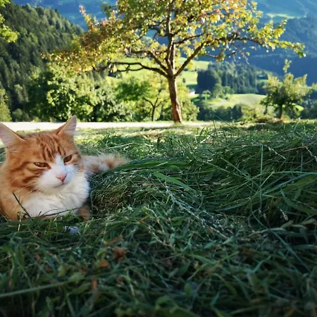 イン & Alpengasthof Pinzgerhof 3*