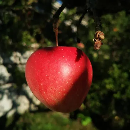 & Alpengasthof Pinzgerhof 3*