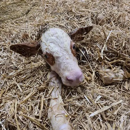 イン & Alpengasthof Pinzgerhof 3*